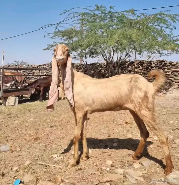 عرض بيع ماعز هولندي 0