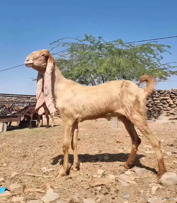 عرض بيع ماعز هولندي 1