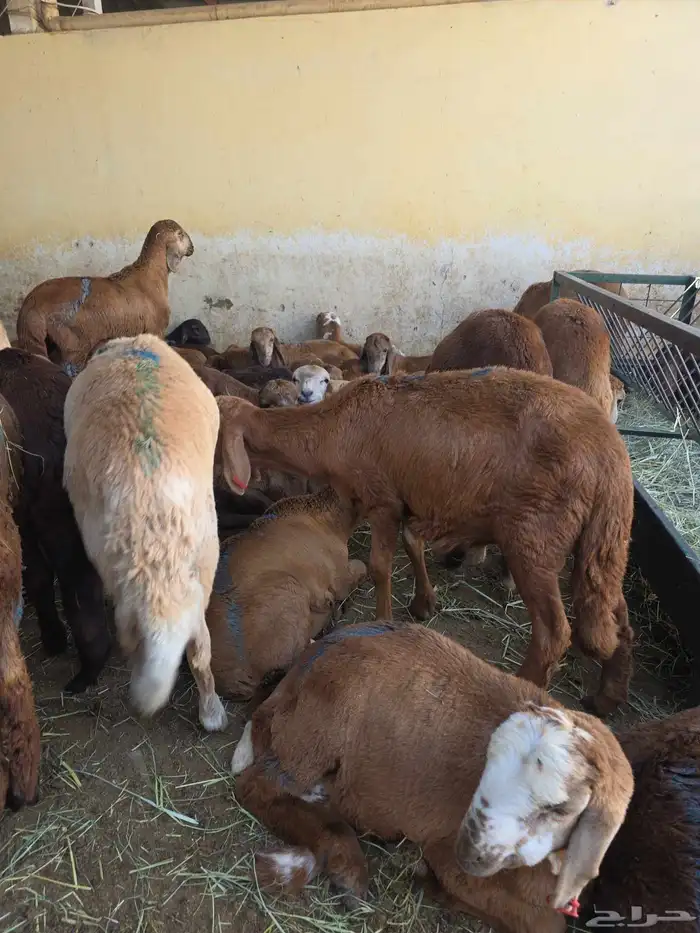 سواكني تربيه 1