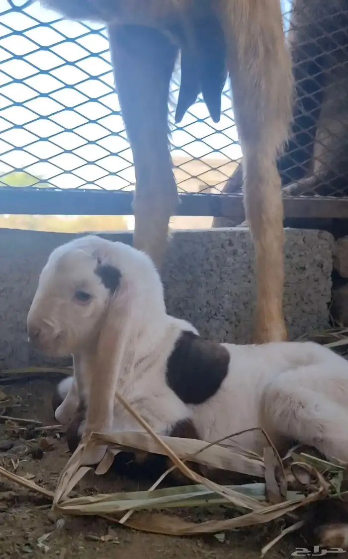 عرض بيع ماعز هولندي 2