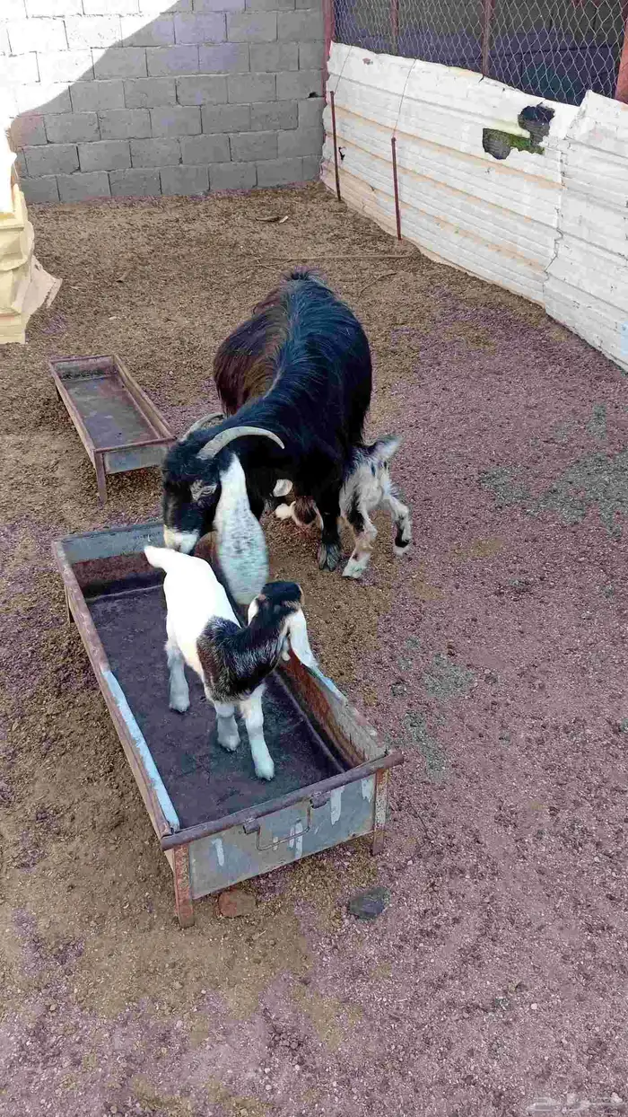 عنز متومه للبيع 5