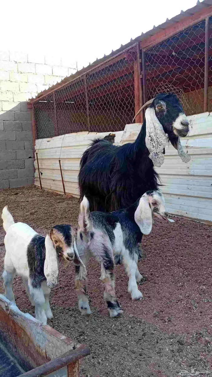 عنز متومه للبيع 2