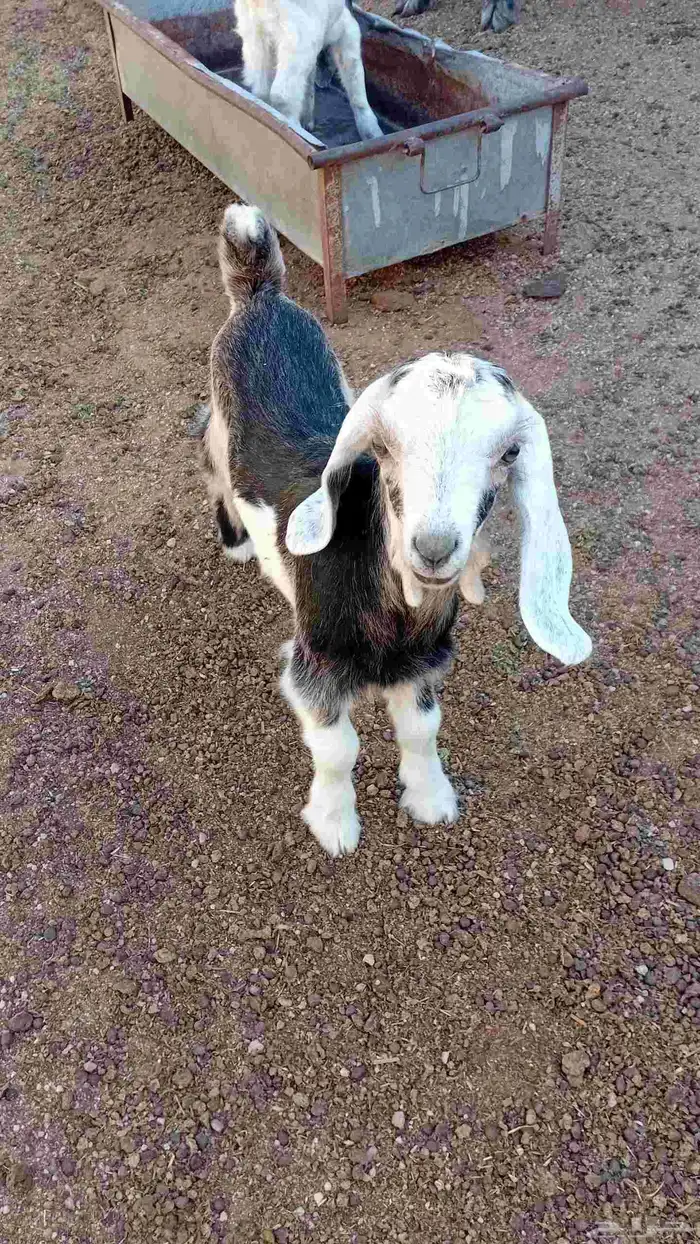 عنز متومه للبيع 4