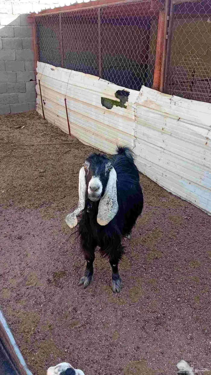 عنز متومه للبيع 1