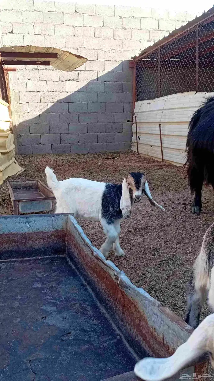 عنز متومه للبيع 3