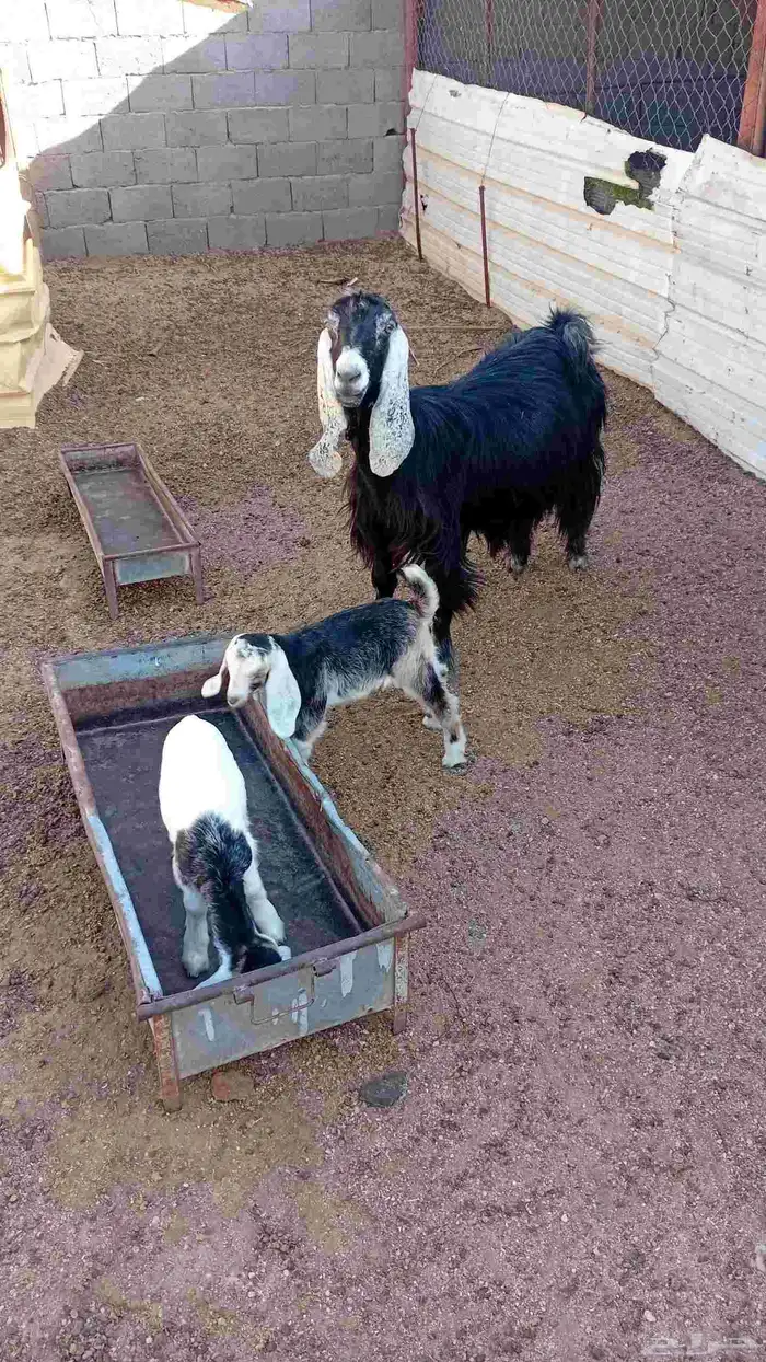 عنز متومه للبيع 6