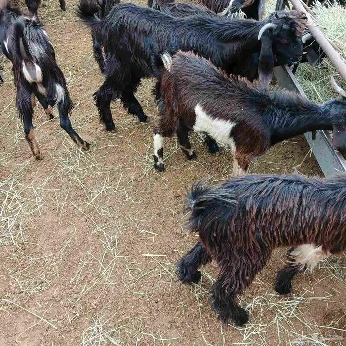 يوجد تيوس ممتازه مندي وثلاجه 4