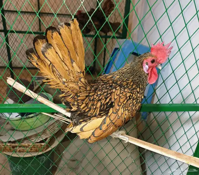 ديك سبرايت حباحب نحاسي فحل 1