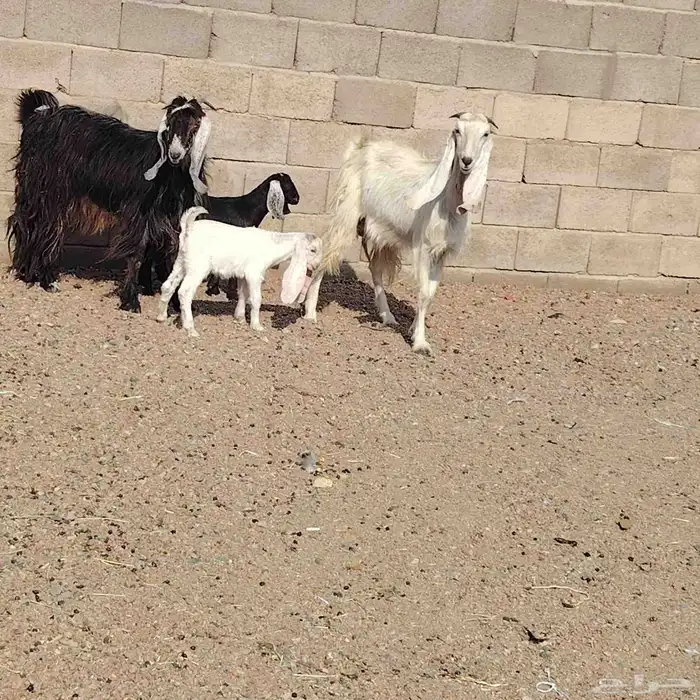 معزه العدد 2 موالد كل واحده حدرها جفره سن وحده رباع وحده سدس 2