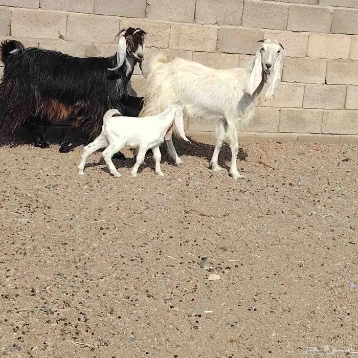 معزه العدد 2 موالد كل واحده حدرها جفره سن وحده رباع وحده سدس 3