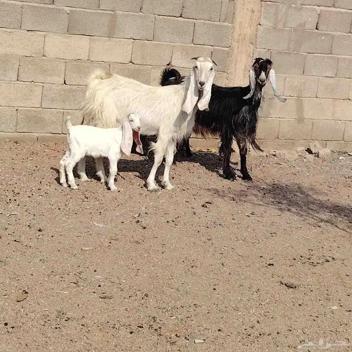 معزه العدد 2 موالد كل واحده حدرها جفره سن وحده رباع وحده سدس 1