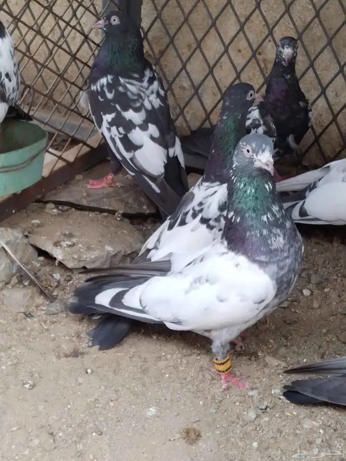 حمام باكستاني 3