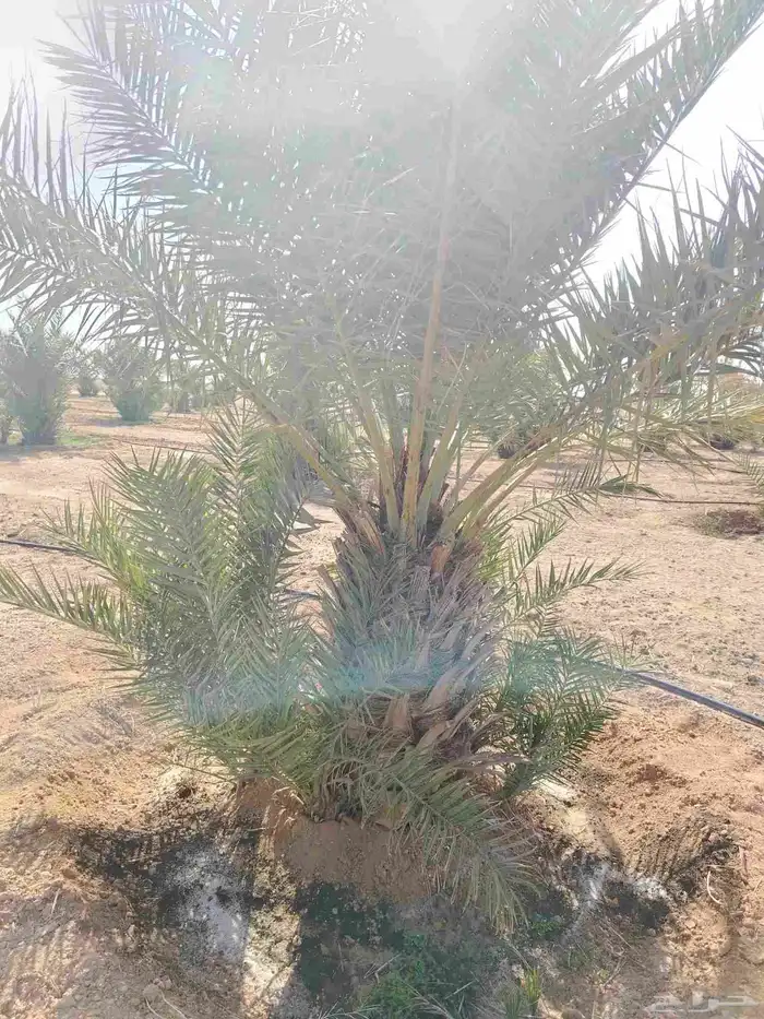 فروخ نخل للبيع 1