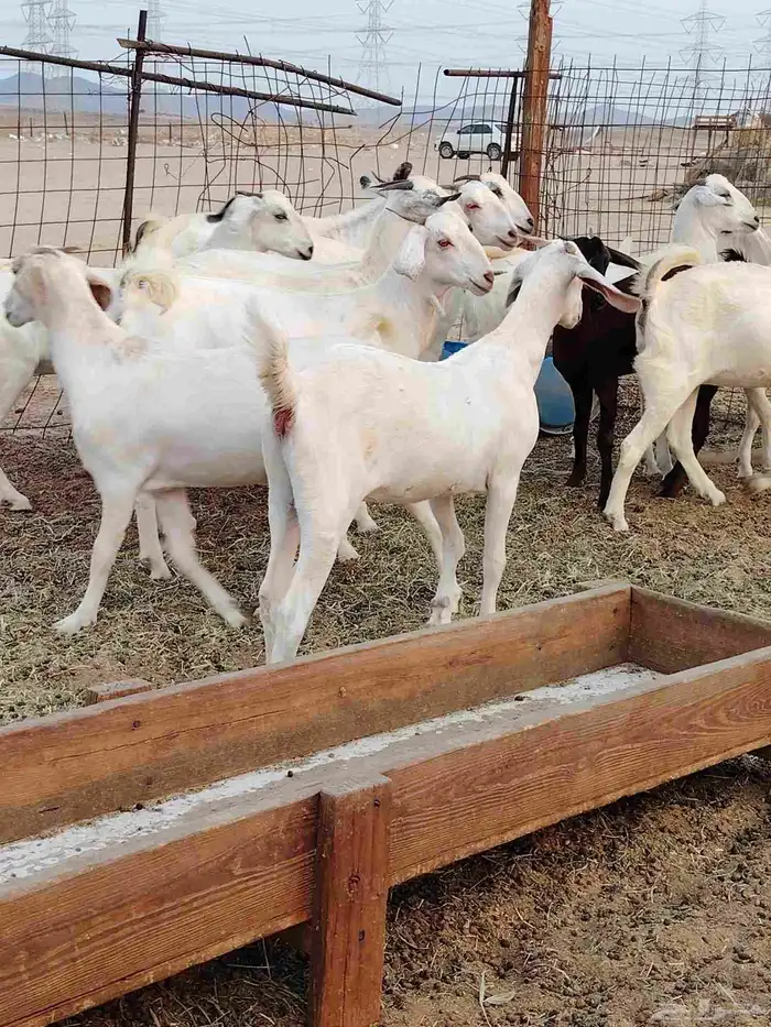 جفار بيشيات برص وكحل 3