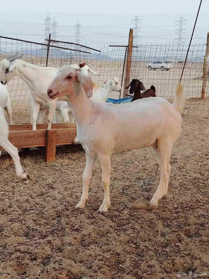 جفار بيشيات برص وكحل 1