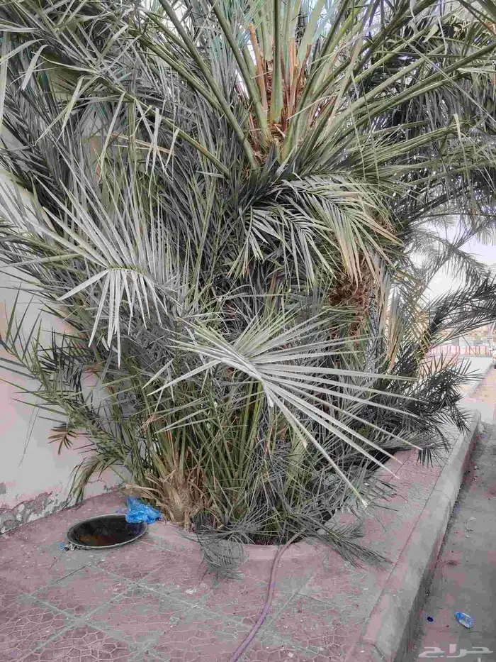 فسايل نخل عجوه للبيع 0