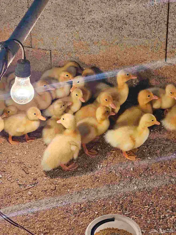 صوص بط بكيني سوبر جامبو 0