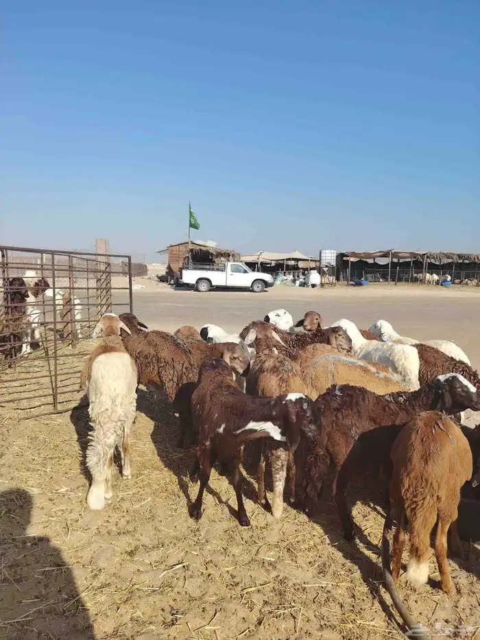 جذاعان ذبايح سواكني تربية شرط 0