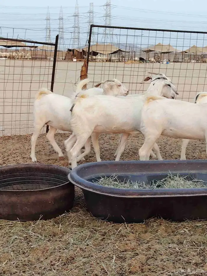 جفار بيشيات برص وكحل 9