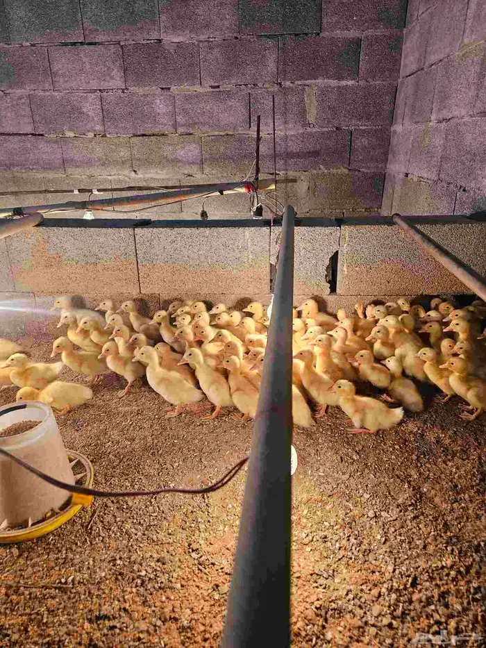 صوص بط بكيني سوبر جامبو 2