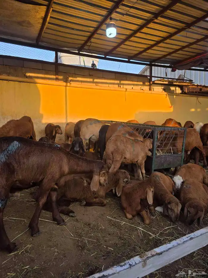 سواكني تربيه 0