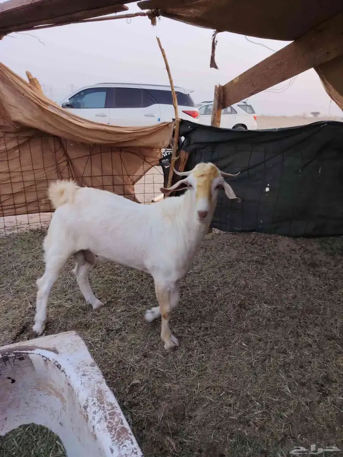 جفار بيشيات برص وكحل 4