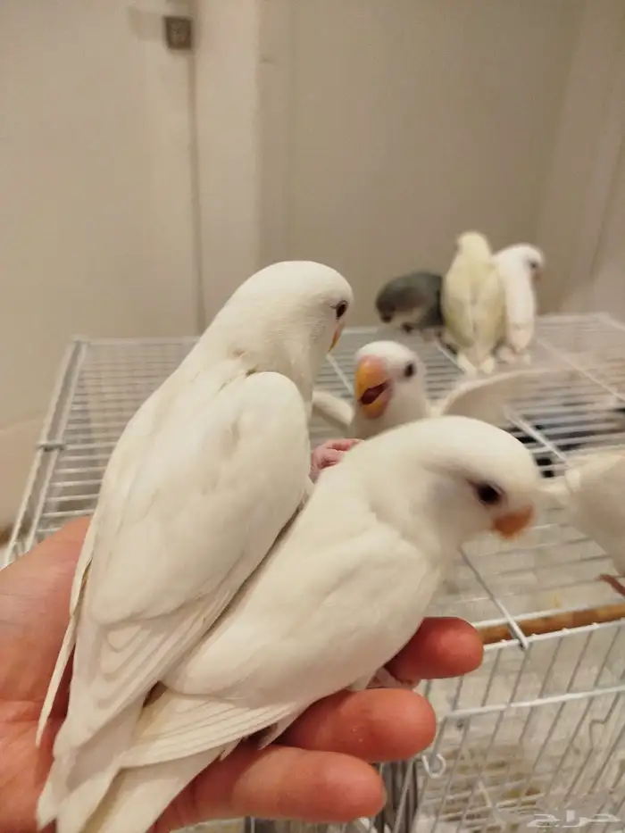 فروخ روز هدد قمة الولافه ماشاء الله الكميه محدوده 6