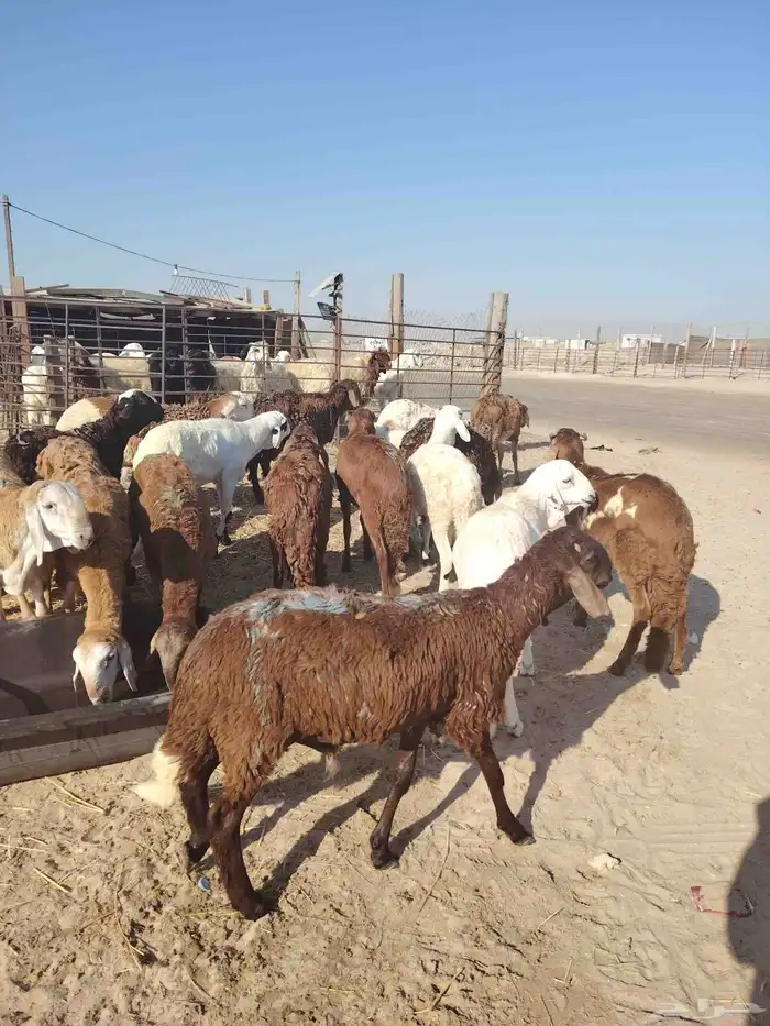 جذاعان ذبايح سواكني تربية شرط 1