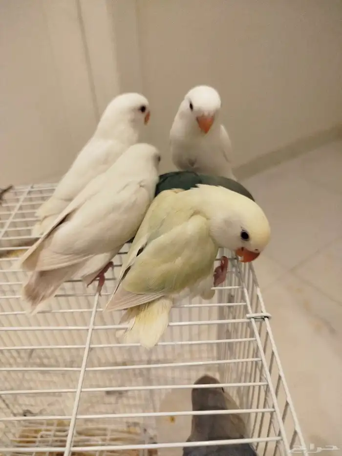 فروخ روز هدد قمة الولافه ماشاء الله الكميه محدوده 1