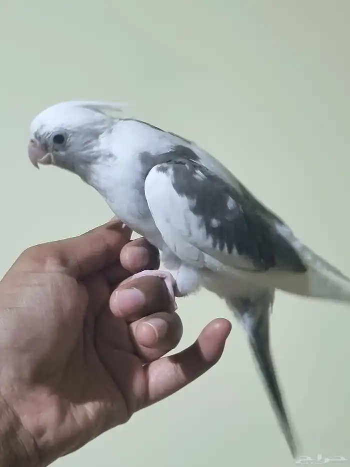 فرخين كروان هولندي 5