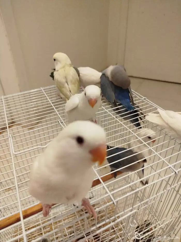 فروخ روز هدد قمة الولافه ماشاء الله الكميه محدوده 5