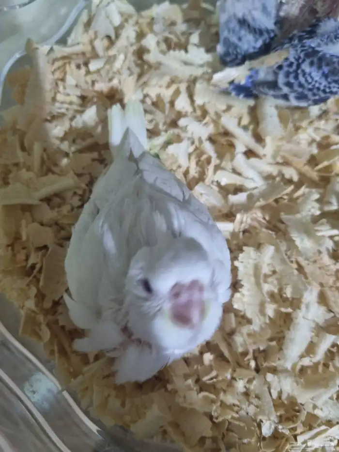 فرخين كروان هولندي 7