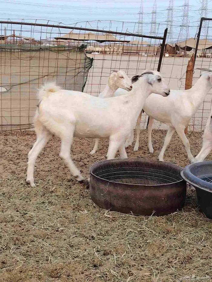 جفار بيشيات برص وكحل 7