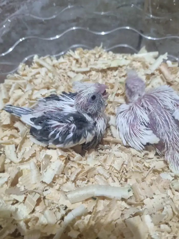 فرخين كروان هولندي 4