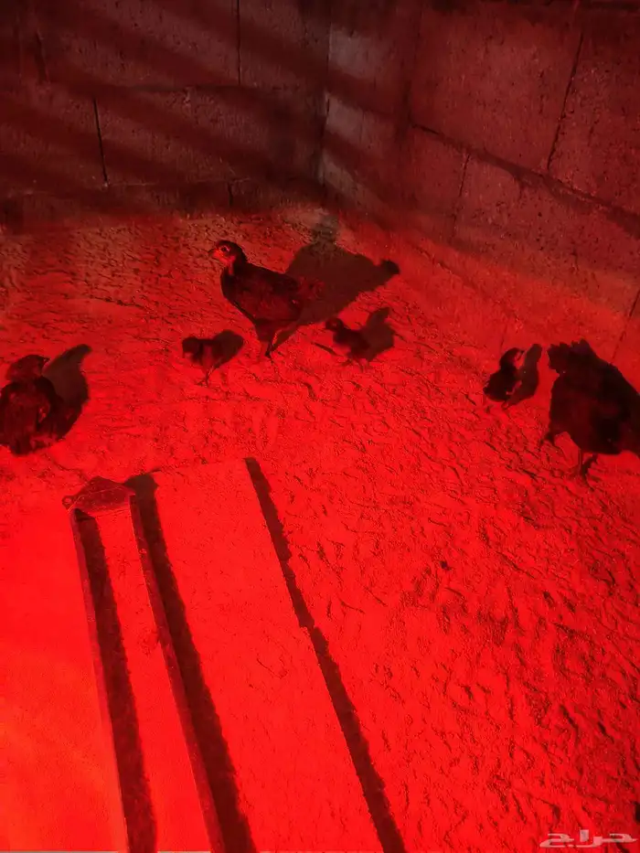 صيصان رومي من اول اسبوع إلى ثلاثه أسابيع محصنه 0