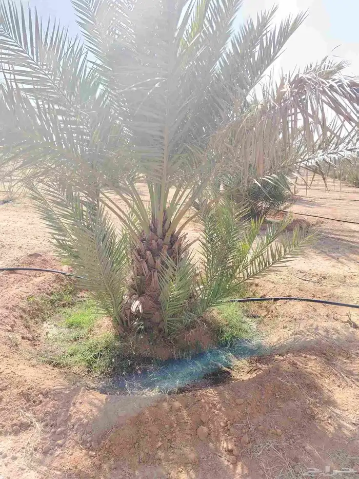 فروخ نخل للبيع 4