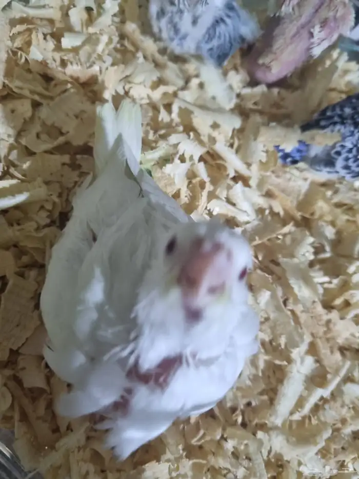 فرخين كروان هولندي 6