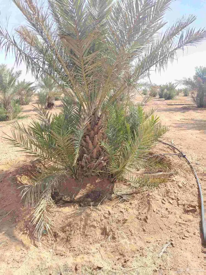 فروخ نخل للبيع 5