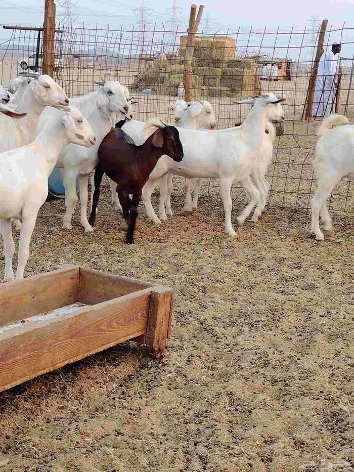 جفار بيشيات برص وكحل 5