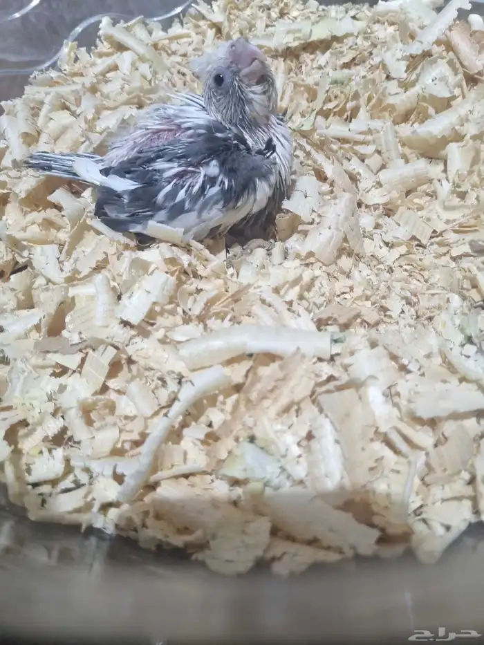 فرخين كروان هولندي 3