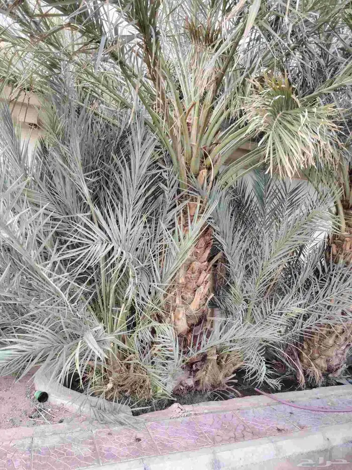 فسايل نخل عجوه للبيع 1