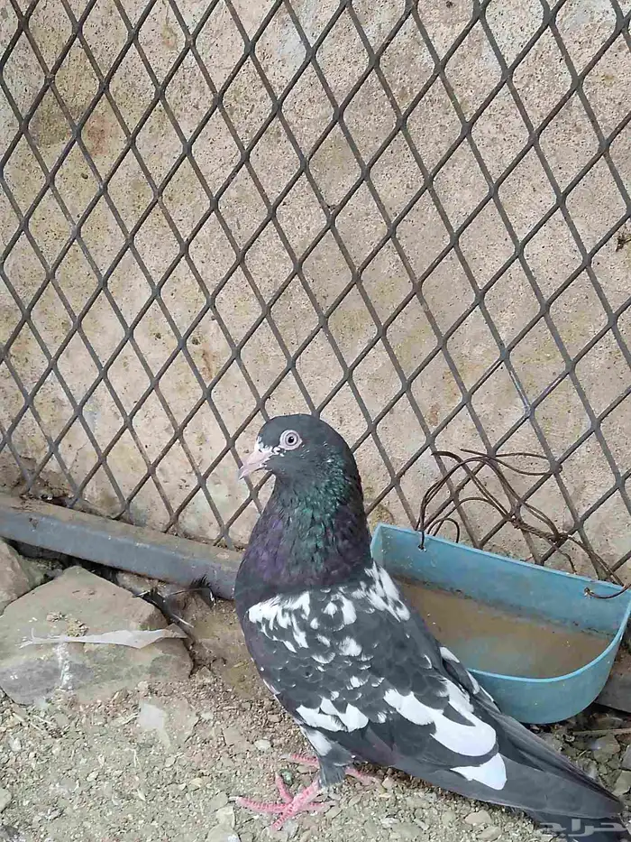 حمام باكستاني 5