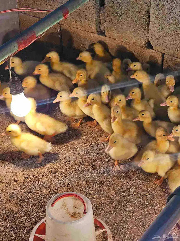 صوص بط بكيني سوبر جامبو 1