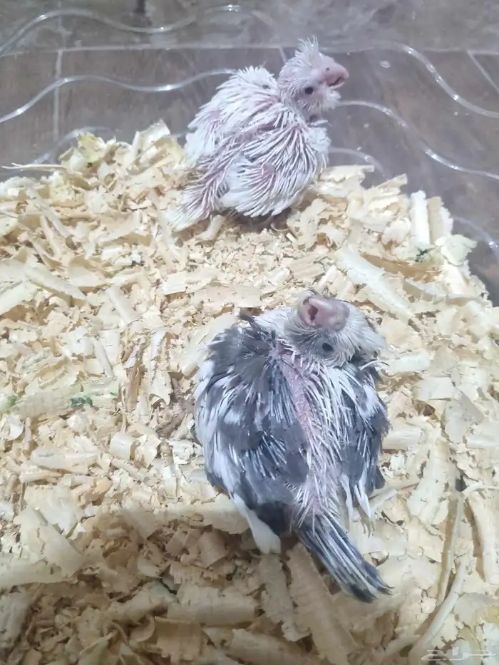 فرخين كروان هولندي 0