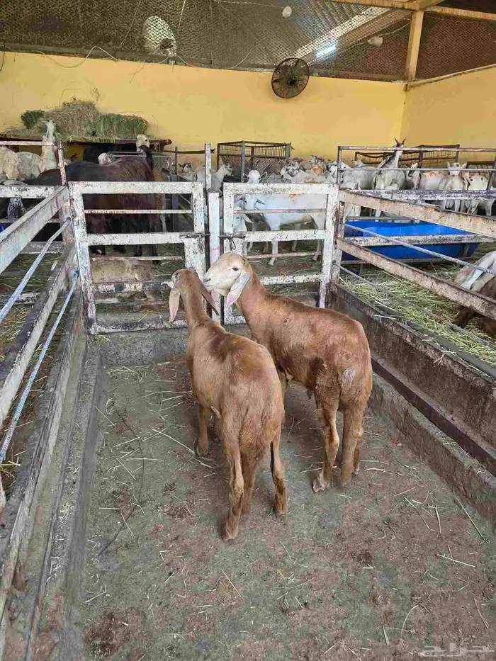 سواكني تربيه 3