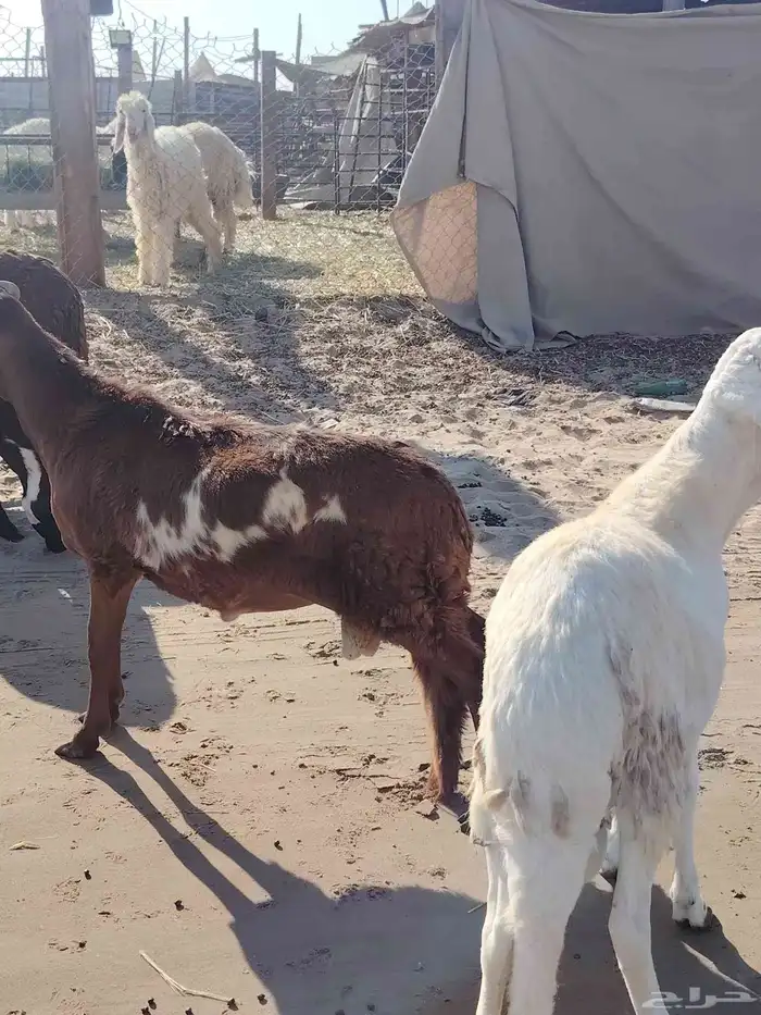 جذاعان ذبايح سواكني تربية شرط 3