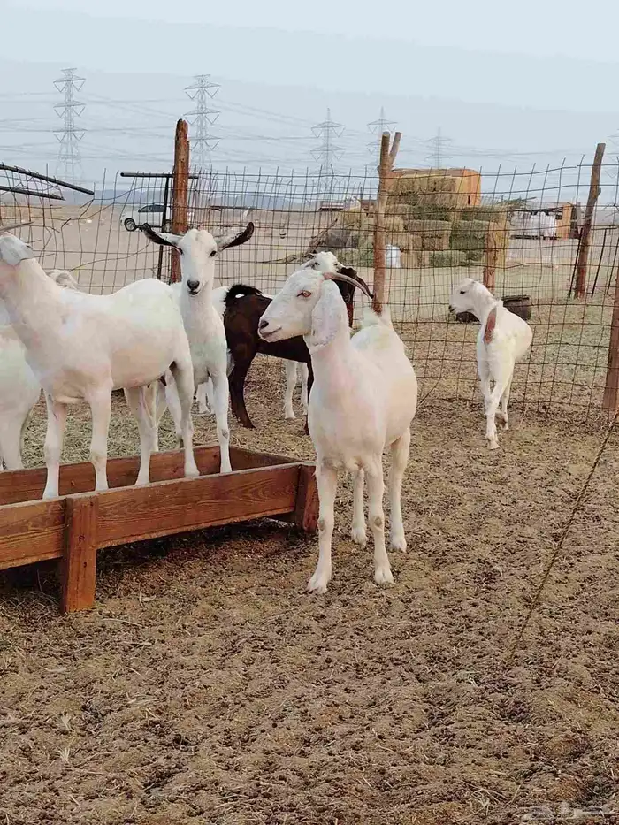 جفار بيشيات برص وكحل 6