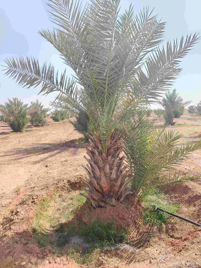 فروخ نخل للبيع 3