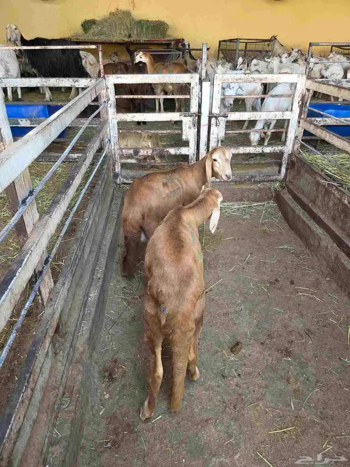 سواكني تربيه 2