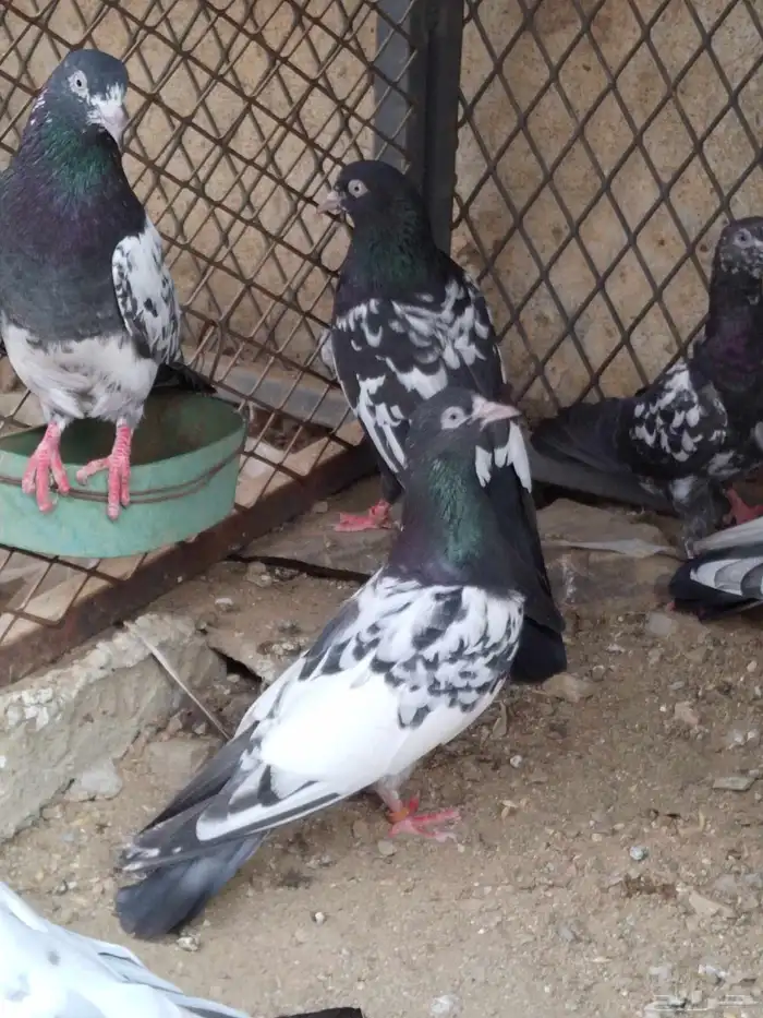 حمام باكستاني 1